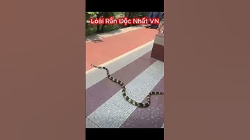 Rắn Độc Vô Đối Ở VN, Rắn Cạp Nong Rắn Hai Bước #shorts #snake #rắn #randoc