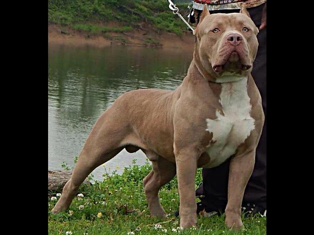 Flagermus Når som helst stun Pitbull Puppies for sale, Biggest pitbull, Bully Puppes, Red nose, biggest  dog, XL Champage Bullies - YouTube