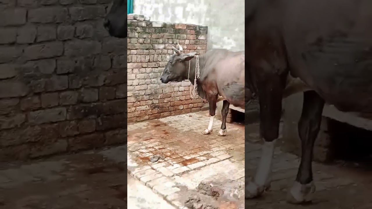 aj hamari cow na aik chota sa bacha dia ha .#### 