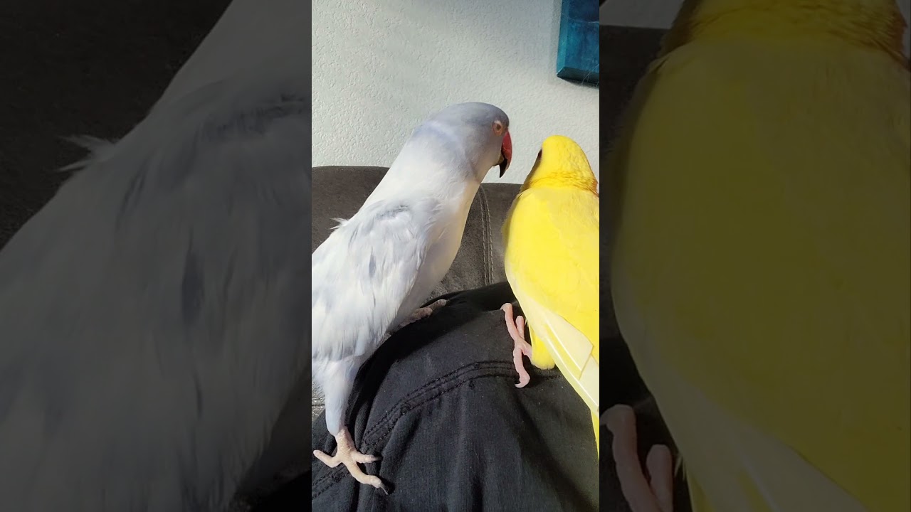 A true Chatterbox that makes the cutest noises & adores babies.