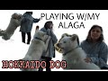 HOKKAIDO DOG || PLAYING WITH MY ALAGA | ARIANNE KARUNUNGAN の動画、YouTube動画。