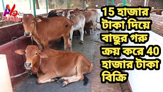 2020 নতুন খামার পরিকল্পনা সম্পর্কে জানতে দেখুন | ষাঁড় গরু মোটাতাজাকরণ | Bull cattle farm in Dhaka
