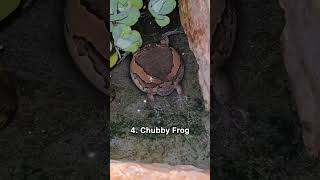 Top 7 scariest animal sounds