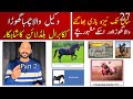 Wakeel wala chamba horse pakistans old and famous indigenous breed  kaka barral blood line horses