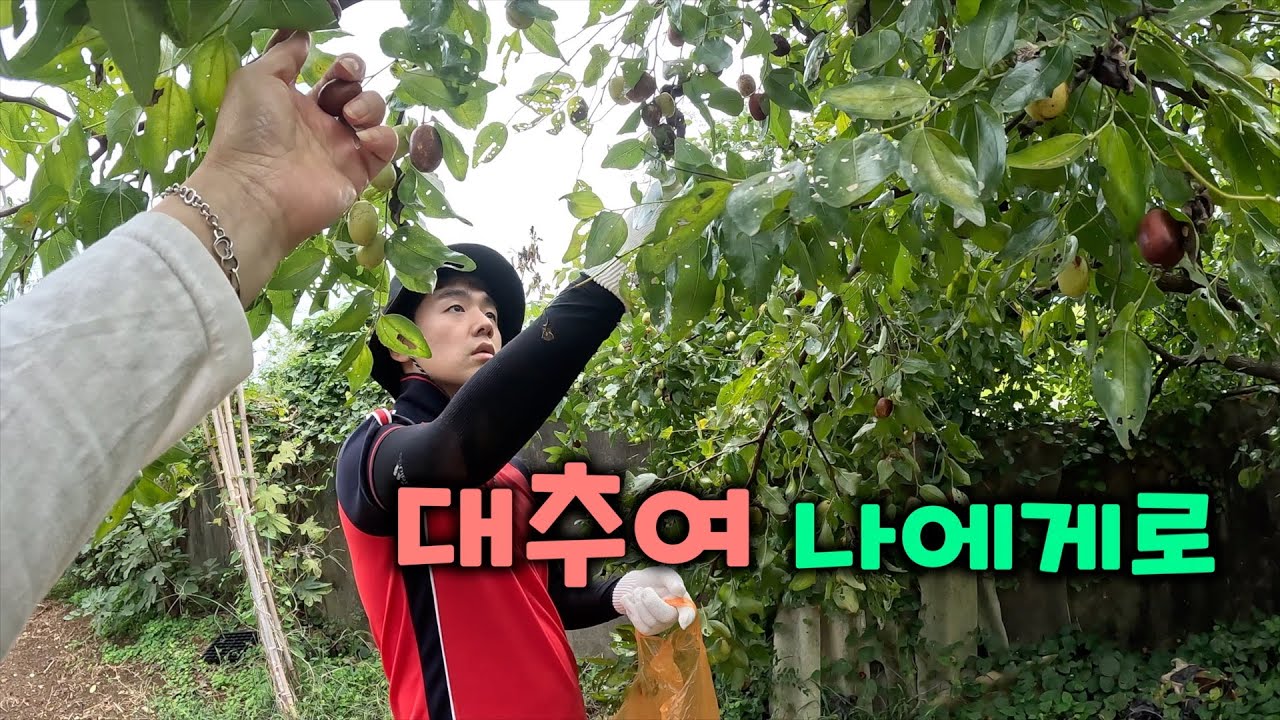 대추 따는데 모기가 얼굴을 물었다ㅣ시골 일기