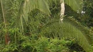 Gerardo Berdejo 18 Avistamiento del ave prehistórica Hoatzin. Selva peruana