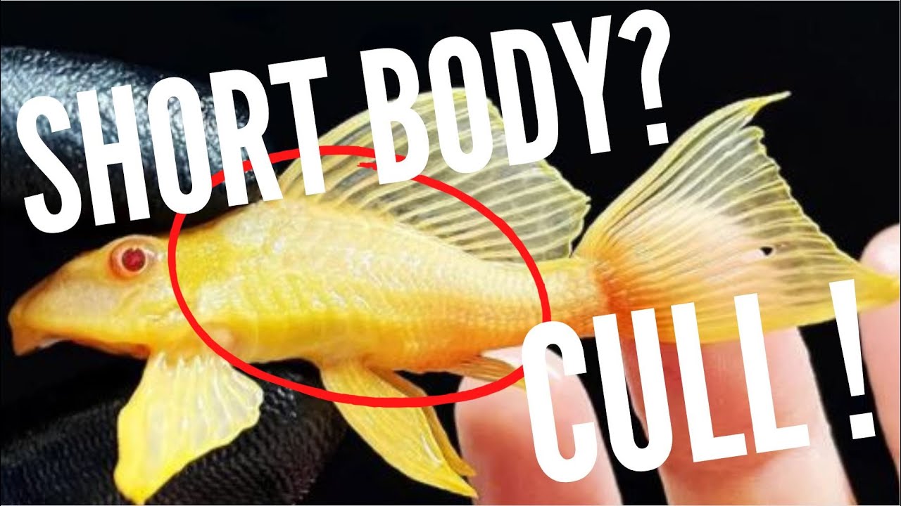 What is Culling and Why we do it in the Fish Hobby? 