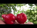 jambu fruit / Rose apple / How to cultivate jambu / Free hand farmer