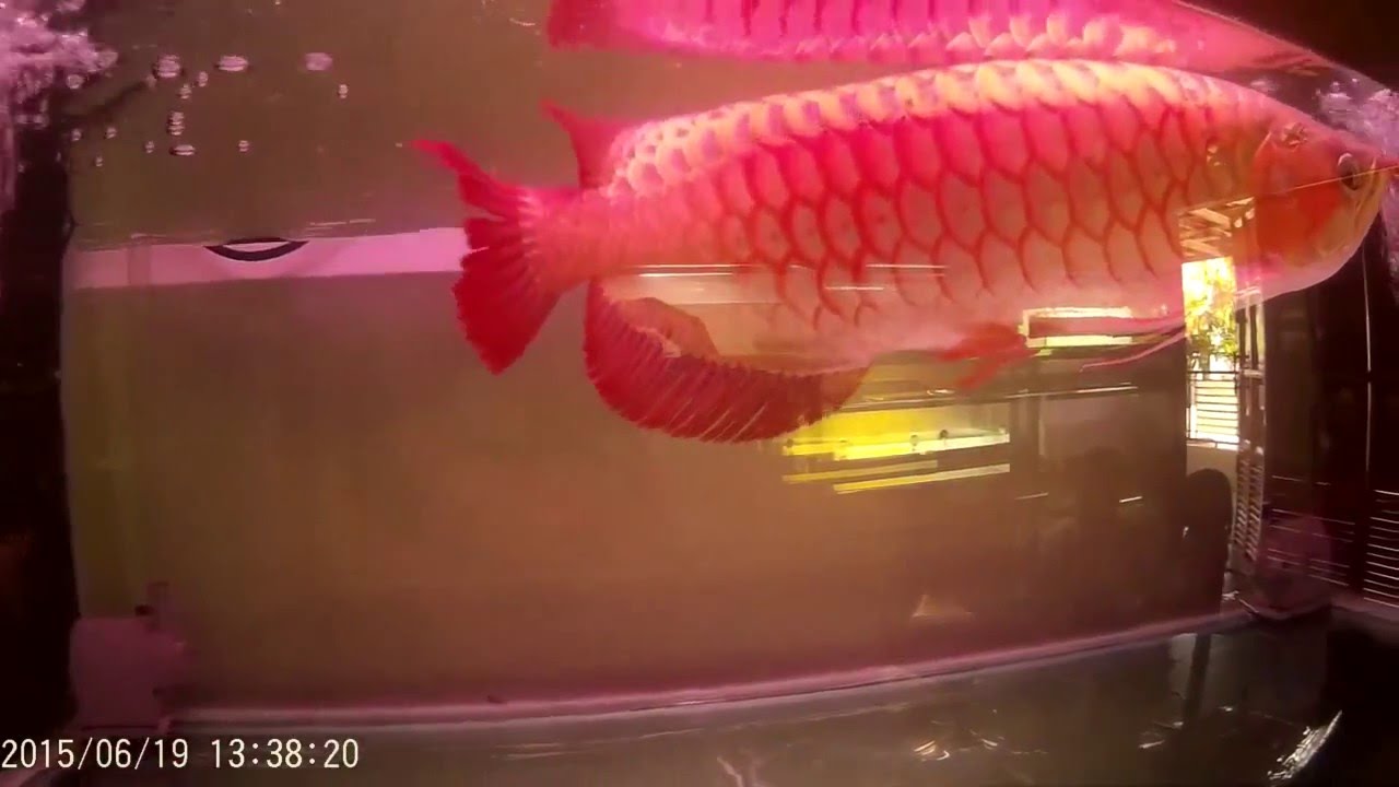 Termahal di Dunia : Ikan Arwana Super Red (Setuju ?) - YouTube
