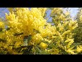 в Абхазии цветет мимоза.