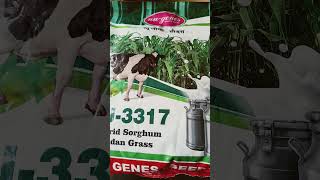 Nu 3317 - Genes Jowar Multicut