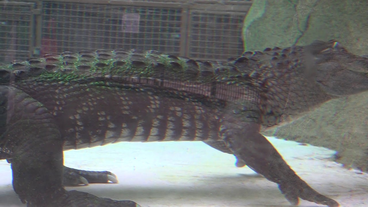 横からもご覧ください ミシシッピーワニ 熱川バナナワニ園へ行って来ました Youtube 横からもご覧ください ミシシッピーワニ 熱川バナナワニ園へ行って来ました Youtube