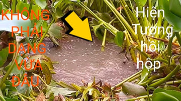 Câu Cá Rô Đồng&Hành Trình Du Câu Miền Tây.lôi được em nó lên bờ nó sướng @tranchungcuchi