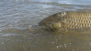 Bowfishing the spawn for common carp