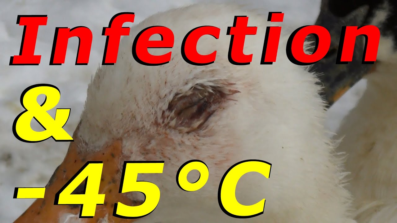 Treating A Duck Eye Infection & 45°C Tonight 58 Wintering Ducks