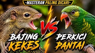 MASTERAN VIRAL 2026 || PALING DI CARI PEMAIN MURAI BATU‼️