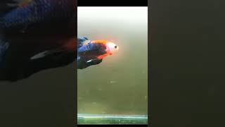#fancy plakat betta fish ❤️💖😻 #plakatbettafish #very high grade metallic scale plakat betta fish 🥰🤩😍