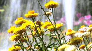 Helichrysum  or Strawflowers growing in a garden