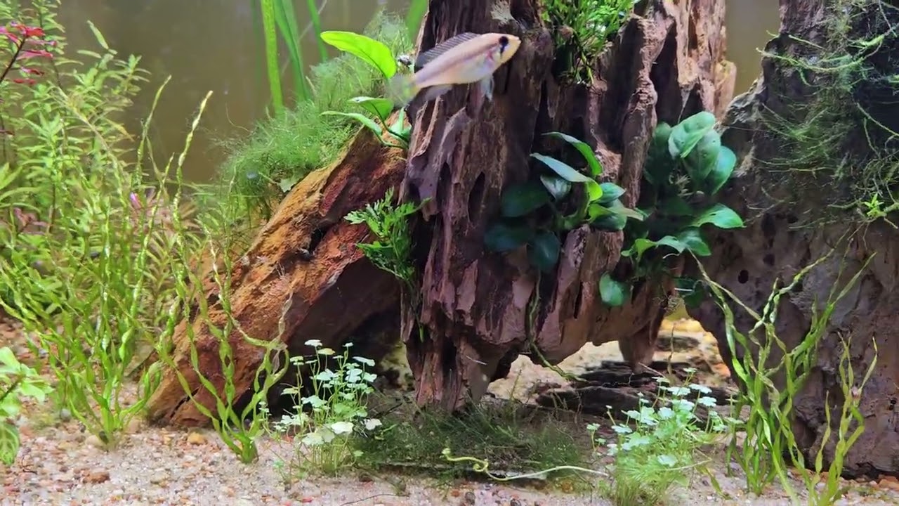 Duckweed as shrimp food!! #aquarium #aquascape #shrimpkeeping #plantedtank 