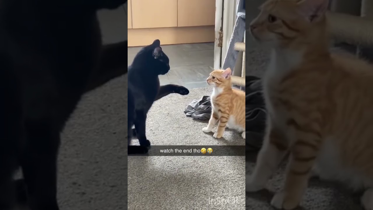 Cat WWE 🥊 (wonderful showdown)
