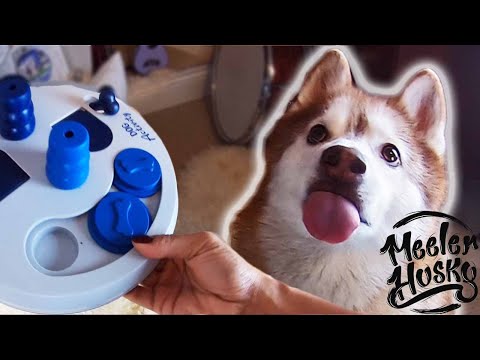SIBERIAN HUSKY - Intelligence Test - Dog Puzzle Toy Unboxing