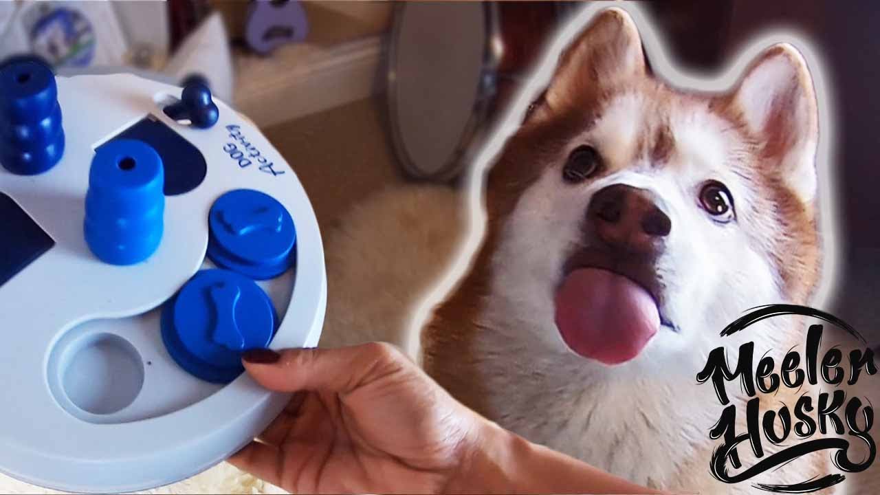 SIBERIAN HUSKY Intelligence Test Dog Puzzle Toy Unboxing YouTube