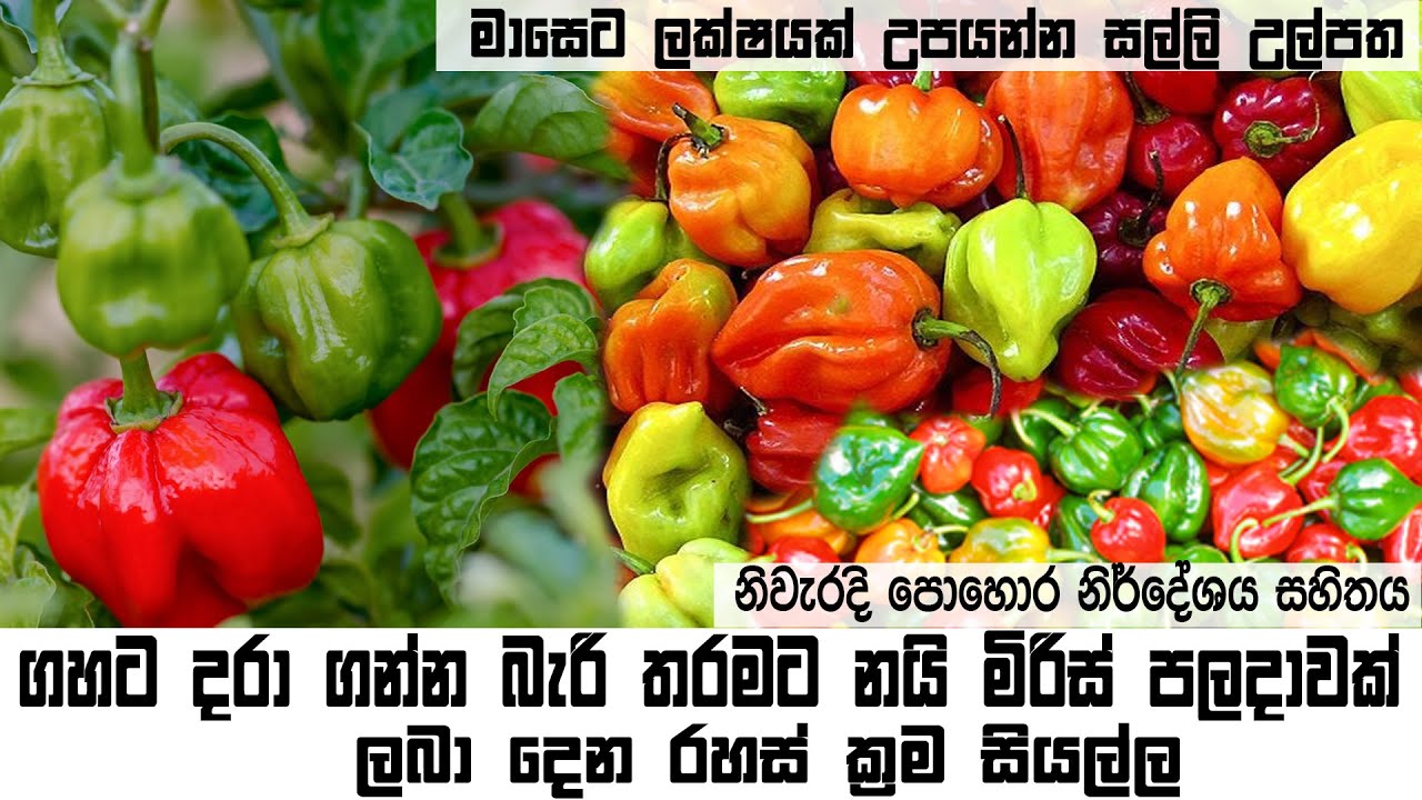 නයි මිරිස් වගාවේ ඔබ දැනගත යුතුම දේවල් |nai miris wagawa sinhala|grow scotch bonnet from seed