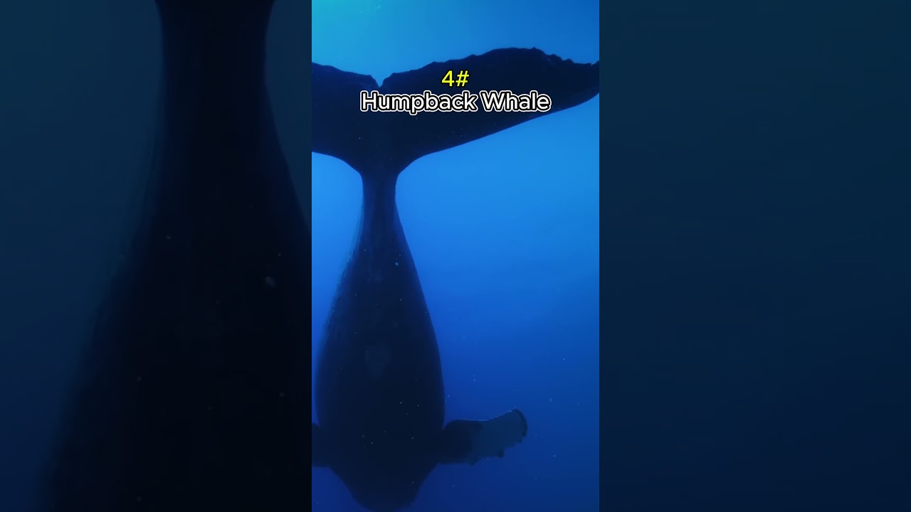 The last one is crazy 🤯 