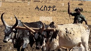 Download Lagu Awet tesfay(ዓወት ተስፋይ) - ሓረስታይ (Harestay) - New Tigrigna Music 2023 official music MP3