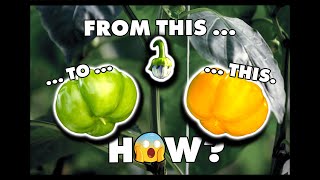 Yellow Pepper Timelapse; From Flower to Fruit! | Greenhouse Farming | Ruben's Veggies