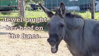 Horse catches her hoof in the fence