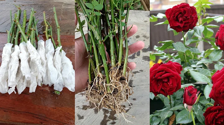 How to grow Rose from cuttings using toilet paper ...