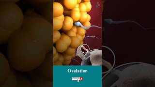 All About Ovulation Cycles ↪ 3D Medical Animation #Shorts #Ovulation #Fertility #Animation #Health