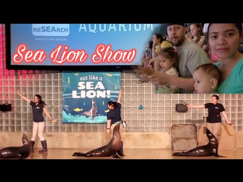 Sea Lion Show @Mystic Aquarium in Connecticut ??