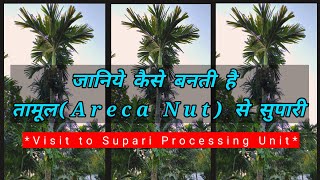 Areca Nut Processing Unit//How to Make Supari From Betel Nut//Visit to Areca Nut Processing Plant ?