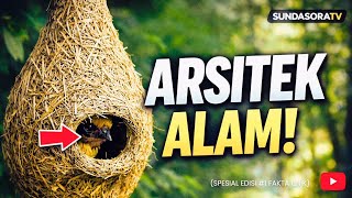 Fakta Unik Arsitek Di Dunia Binatang | Pembuat Rumah Paling Jenius √