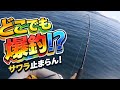 {敦賀新港} サワラ。シイラ釣り　{tsuruga port} sawara shira tsuri