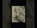#trending #cat #kitten #meow #funny #catsounds #funnycats #animalssounds #cute #reels #shorts