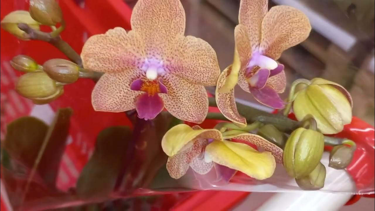 мой мирок орхидей. моя жизнь мой мирок орхидей. мой мирок орхидей любовь воропаева. мой мирок орхидей. моя жизнь мой мирок орхидей.