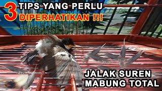 Perawatan JALAK SUREN MABUNG mudah Biar Cepat Selesai, Hasilnya memuaskan || ANTI GAGAL !!!