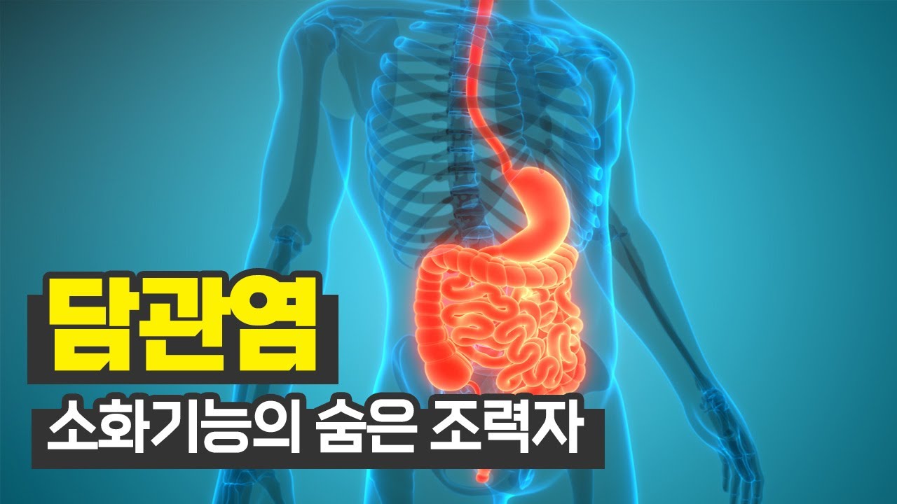 소화를 위한 담즙의 통로, 담관ㅣ담관염ㅣ을지대학교병원 소화기센터 노동효ㅣ건강플러스