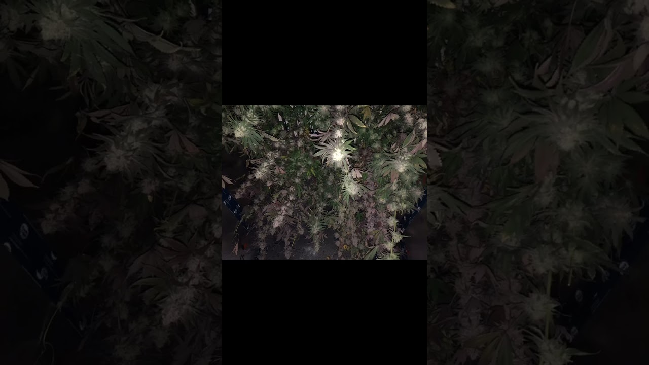 650S NextGen V2 Harvest - @metachronicle on Instagram