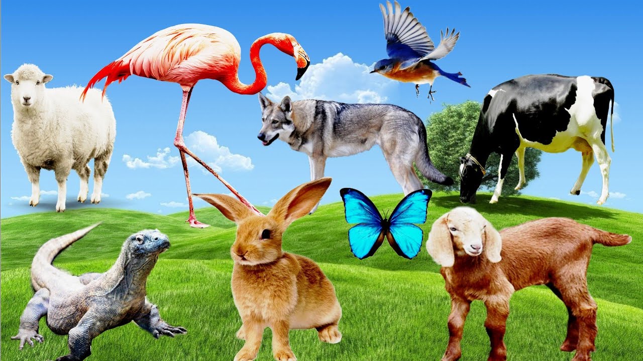 Beautiful Animal Moments: Cow Dog Sheep Goat Rabbit Bird Comodo dragon