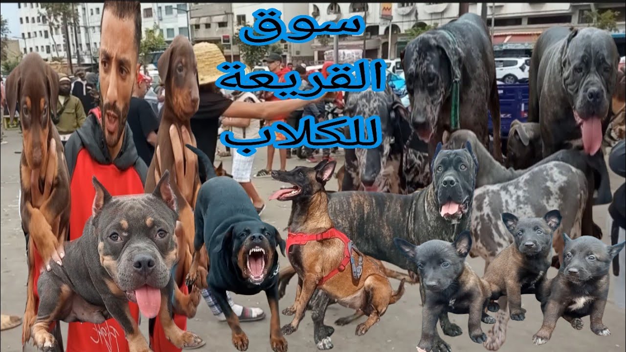 سوق القريعة للكلاب أثمنة لمولوس كاني كورسو دوبرمان روت وايلر بولي امريكان بيرجي المو مالينوا #dog