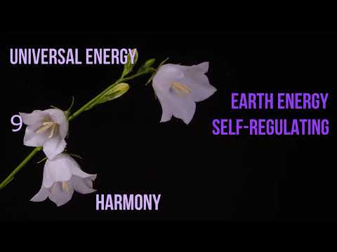 Pleiadian-Earth Energy for July 19
