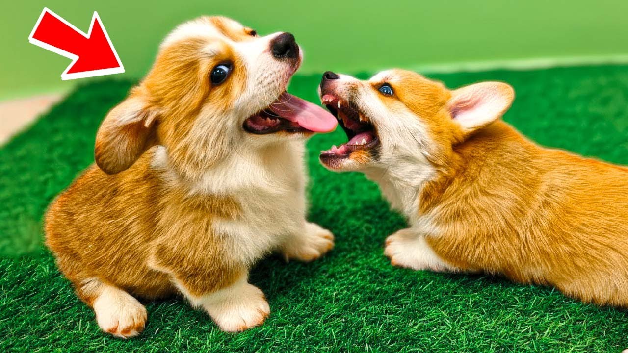 КОРГИ ПРЯНИК! У НАС ЕЩЕ ОДИН КОРГИ!! ТОЛЬКО НЕ ЭТОООО!! Хаски Бублик Говорящая собака