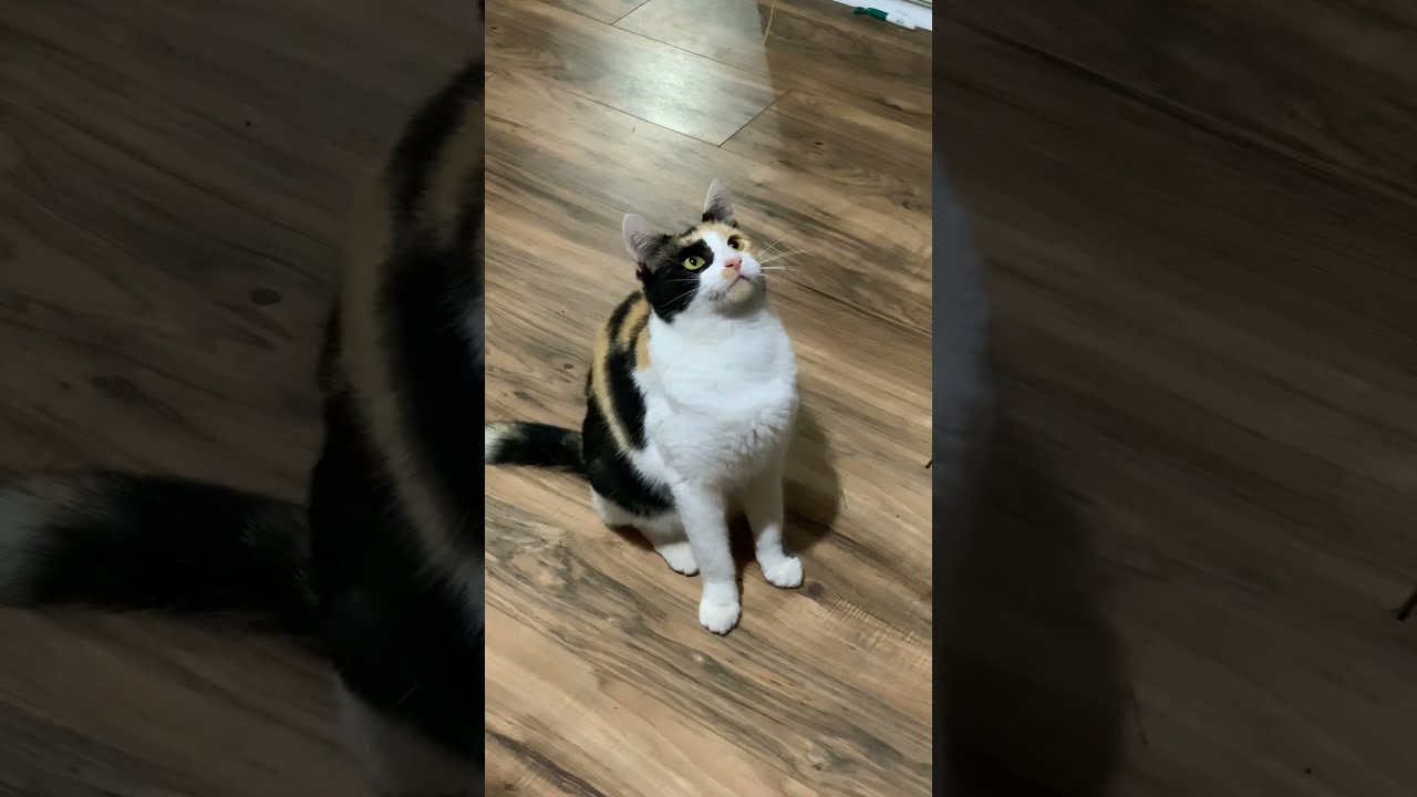 Cute Pet Cat YouTube