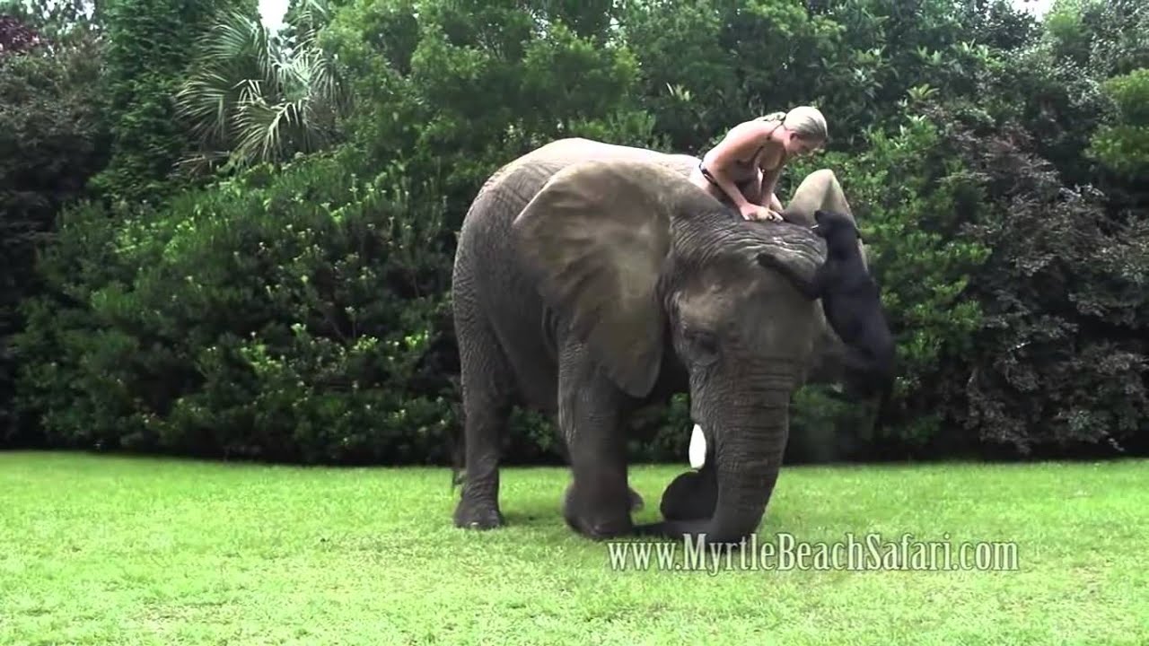 Elephant and Dog Bubbles and Bella Best Friends YouTube
