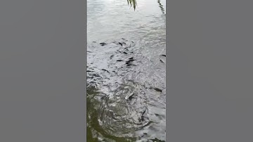 Cảnh nổi bật từ buổi phát trực tiếp#viral #trending