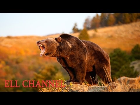 10 ყველაზე ძლიერი ცხოველი და არსება